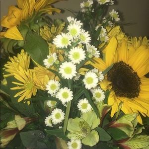 Meet your Posher, Rose